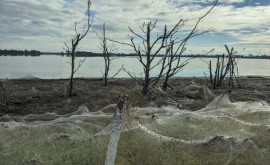 Australia atacată de păianjeni