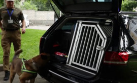 Serviciul Vamal a primit un cadou autoturism specializat pentru echipele canine