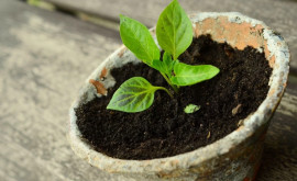 Caracteristica genetică a unei plante antice va ajuta la creșterea productivității