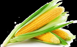 Как правильно сварить кукурузу