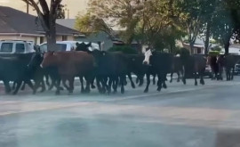  В Калифорнии стадо коров сбежало с бойни