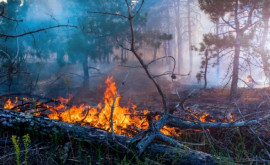 Incendii uriaşe de vegetaţie în Siberia din cauza caniculei