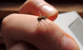 10 лучших народных средств от комаров и других насекомых