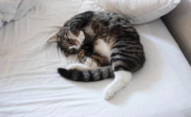 Pisicile care dorm în pat cu stăpînii lor infectaţi pot contracta COVID19