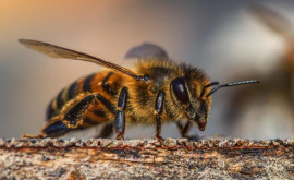 Как вести себя при укусе пчелы