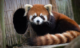 Un panda roşu a dispărut dintro grădină zoologică germană