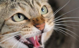 Caz pozitiv de rabie la o pisică înregistrat în raionul Florești