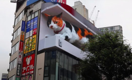 В Токио установили рекламный билборд с огромным мяукающим 3D котом