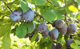 În Moldova recolta de prune timpurii nu va fi foarte mare