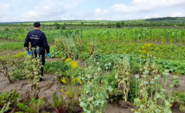 Polițiștii de frontieră au lichidat mai multe plante de mac în raionul Basarabeasca