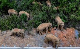 Отбившийся от стада слон отправлен обратно в леса на югозападе Китая