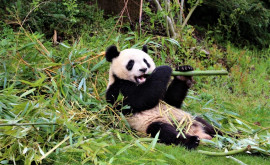 Ursul panda sălbatic nu mai este o specie aflată în pericol ci vulnerabilă