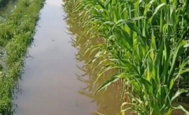 Inundații în raionul Căușeni satul Chircăieşti a avut de suferit