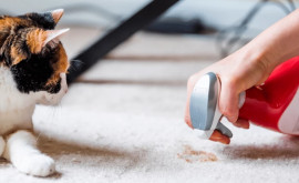 Как бороться с запахом домашних животных в доме