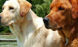 Ради чистоты улиц в ТельАвиве решили собрать банк ДНК собак города