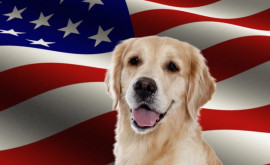 США запретили ввоз собак из Молдовы и еще более чем 100 стран
