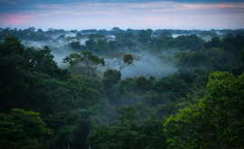 Pădurea amazoniană devine o sursă de CO2