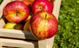 Урожай яблок в этом году будет скромным и поздним