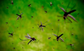 На Камчатке засняли на видео смерч из комаров