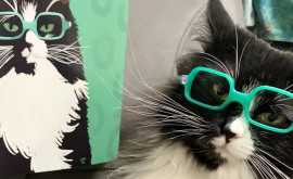 O pisică cu ochelari din SUA ajută copiii să nu se simtă complexați