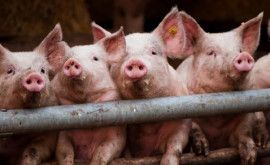 Pesta porcină africană descoperită în fermele de porci din Germania