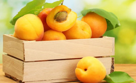 Молдавские абрикосы впервые экспортированы в несколько стран Евросоюза