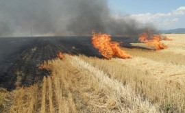 Hectare întregi de grîu distruse de flăcări la Orhei