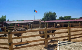 O familie din satul Sadaclia șia deschis propria Grădină Zoologică