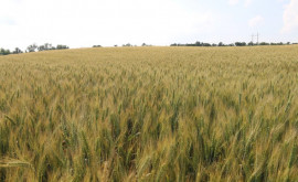 Изза погоды уборка зерновых в Молдове началась с опозданием на две недели