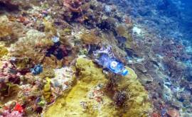 Cercetătorii trag un semnal de alarmă apa uzată deversată de nave în mări și oceane omoară recifele de corali