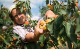 Наша страна впервые экспортирует абрикосы в Венгрию