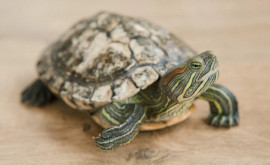 Сбежавшую из дома черепаху нашли через год далеко она не уползла