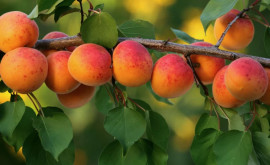  В Россию не пропустили 2 тонны свежих абрикосов из Молдовы