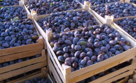 În Moldova vor fi mai puține prune dar mai calitative