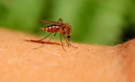 Din cauza vremii nefavorabile în Ucraina riscă să apară un focar de malarie