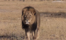 Сбежавший из национального парка лев терроризирует окрестности Найроби в Кении