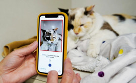 Canada a dezvotat o aplicaţie care arată starea de sănătate a pisicii