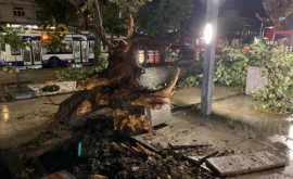 Ветер повалил большое дерево в столичном сквере Михая Эминеску