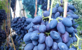  Как обстоят дела в Молдове с продажей тепличного винограда