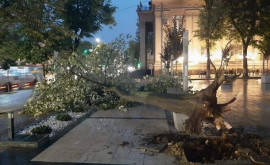 În urma vijeliei de săptămâna trecută în capitală au căzut 28 de arbori