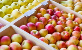 В Молдове урожай яблок будет существенно выше прошлогоднего