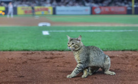 Imagini amuzante cu un meci de baseball întrerupt de o pisică