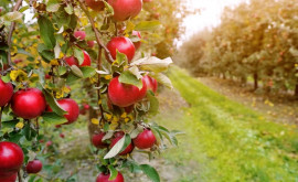 Производители яблок просят о помощи Им негде продавать продукцию