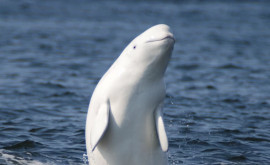 Un delfin alb sa apropiat de turiști pentru a fi mîngîiat VIDEO