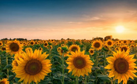 Republica Moldova a devenit al doilea cel mai mare furnizor de floarea soarelui pe piața europeană