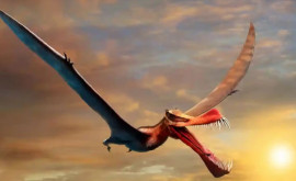 Rămăşiţele unui dinozaur zburător uriaş descris ca un dragon descoperite în Australia