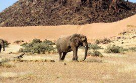 Namibia a vîndut 57 dintre cei 170 de elefanţi scoşi la licitaţie