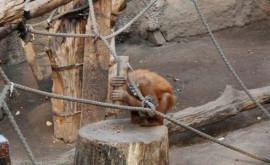 Орангутаны оказались способны самостоятельно научиться пользоваться молотком