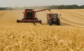 Prețul la grîu ar putea exploda la nivel internațional