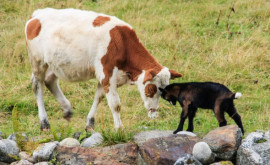 Телки на выход Доминированию коров в сельском хозяйстве приходит конец Как их заменят козы и почему это выгодно